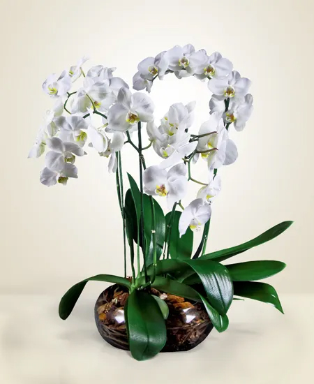 phalaenopsis bianca